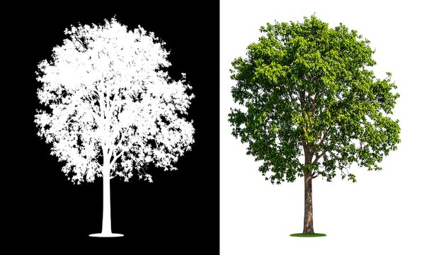 Isolated tree with alpha channel