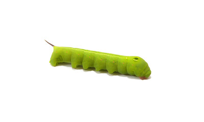 Close-up of a green caterpillar with a false head and caudal horn, isolated on a white background....