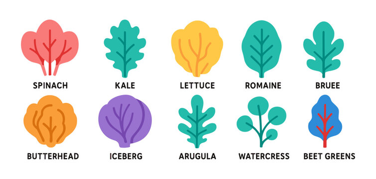 Colorful leafy greens collection: spinach, kale, lettuce, and more in flat style