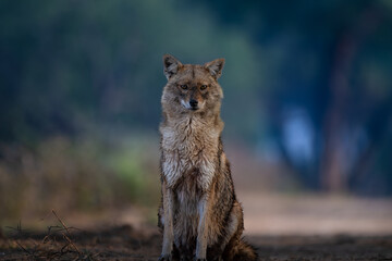 Golden Jackal in its natural habitat at Keoladeo Ghana National Park, Bharatpur. A sharp wildlife...