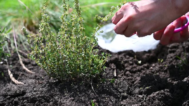 Woman cutting sprig of thyme herb for cooking with scissors close