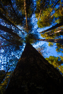 Bosque de coniferas