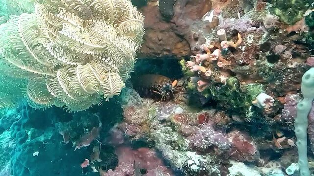 Mantis shrimp -Odontodactylus scyllarus- faces the camera from its hole in a colorful reef. Filmed in the Philippines.