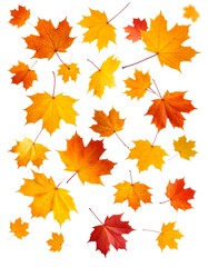 Autumn leaves falling (2)