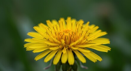 Close-up of a vibrant yellow dandelion flower against a blurred green background evoking feelings