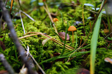 Wild mushroom displays intricate details among lush moss in a serene autumn forest