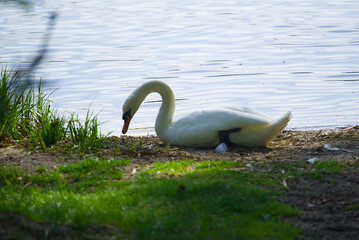 Feathers afloat: A majestic Mute Swan swims lazily around this breathtaking lake, later taking time to rest