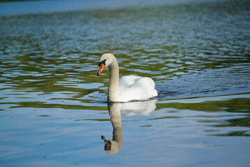 Feathers afloat: A majestic Mute Swan swims lazily around this breathtaking lake, later taking time to rest