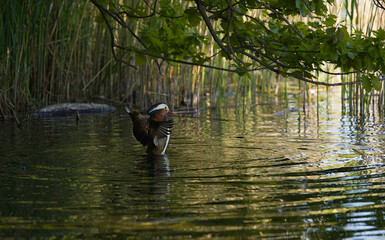 Ducks and mallards, and beautiful lakes
