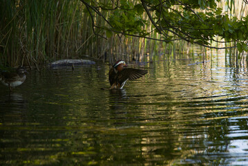 Ducks and mallards, and beautiful lakes