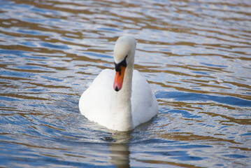 Swan scavenging for food in beautiful lake