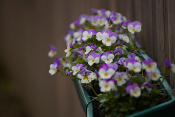 bouquet of beautiful colorful flowers