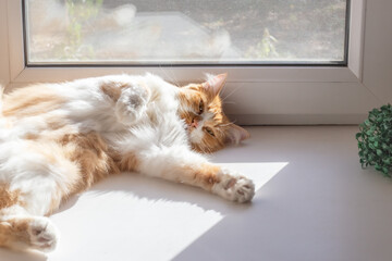 A ginger and white cat lounges gracefully on a windowsill, basking in the sun and showing relaxation