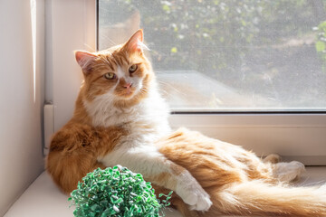 A fluffy ginger cat gracefully perches on a sunny windowsill next to a small ornamental plant