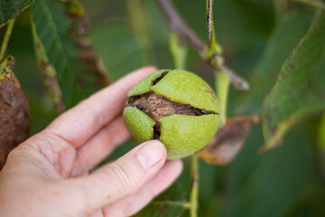 Hand holding a fresh green walnut, partially cracked open, revealing the nut growing inside