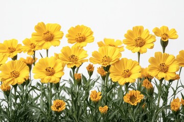 Obraz premium A grouping of cheerful wild marigold flowers, isolated against a transparent background