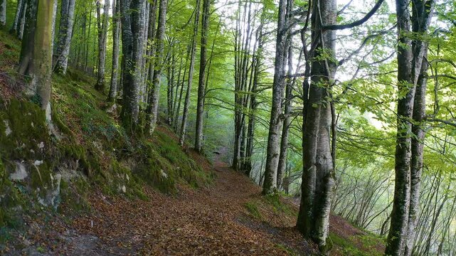 Drone recording of an alpine stream in the forests of the Selva de Irati, Navarra, Spain.
