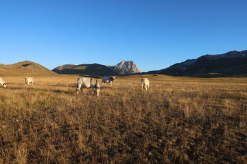 Obraz premium horses in the field