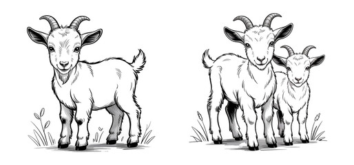Goat : Black and white pencil sketch drawing isolated on white background