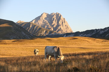 cows in the mountains