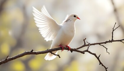 Obraz premium white dove perched on a branch, dove png background