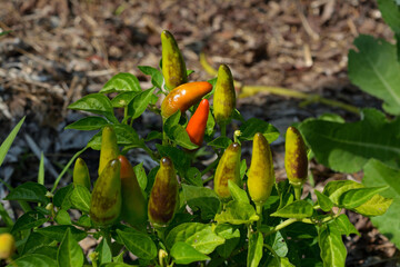 Ripening peppers in a vegetable garden – growing colorful vegetables at home