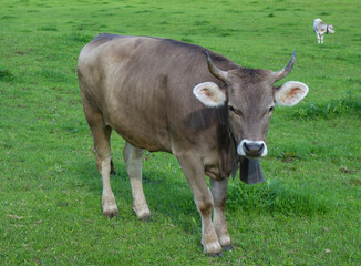 Brown Cow with Bell Standing in a Summer Meadow