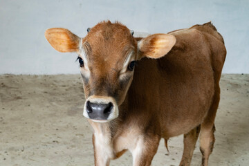 A young Jersey calf looking directly at the camera while standing by metal railings in a clean, bright stable.