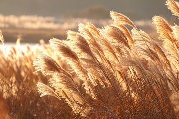 Golden pampas grass glows sunlight illuminating a field
