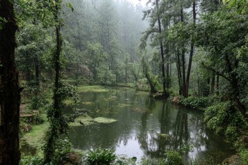 Obraz premium Misty lake framed by lush green trees reflecting woodland foliage