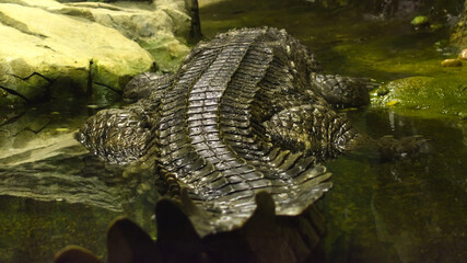 Back and tail of the lying crocodile in water