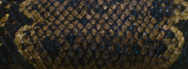 Surface of a python skin