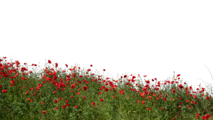 Foreground of blooming red poppies in sunlight, isolated on transparent background