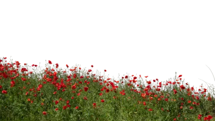 Selbstklebende Fototapeten Mohnblumen Foreground of blooming red poppies in sunlight, isolated on transparent background  © Martin