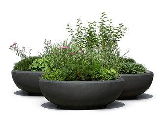 Group of green plants and flowers in large black outdoor pots, isolated on white and transparent...