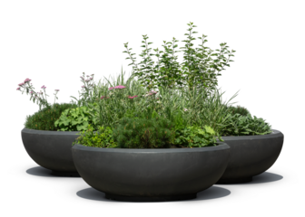 Group of green plants and flowers in large black outdoor pots, isolated on white and transparent background