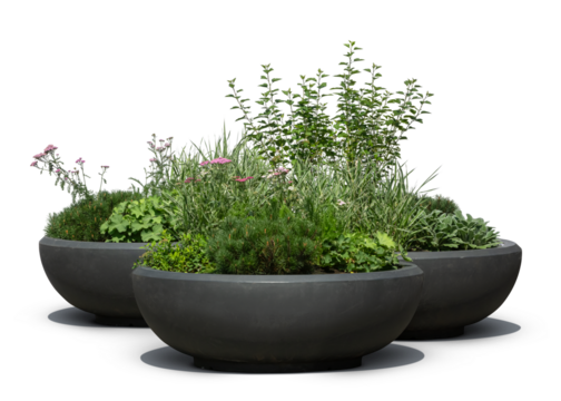 Group of green plants and flowers in large black outdoor pots, isolated on white and transparent background