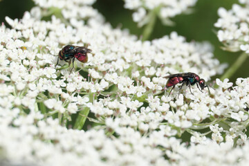 Goldwespen Chrysididae auf weißer Blüte - Stockfoto