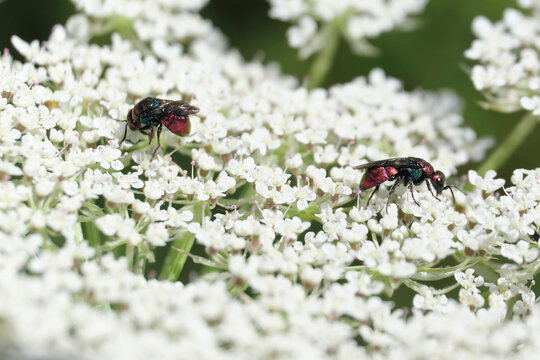 Goldwespen Chrysididae auf wei&szlig;er Bl&uuml;te - Stockfoto