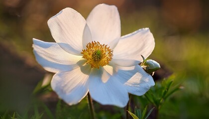 Obraz premium magnificent white flower with golden center growing in natural environment close up revealing plant s delicate beauty