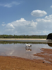 Dog playing near calm waters under a blue sky with fluffy clouds on a sunny day