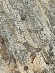 Weathered wood surface with intricate textures showcasing natural patterns and details