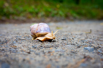 Roman snail, also known as the Burgundy snail or edible snail. The scientific Latin name is Helix pomatia.