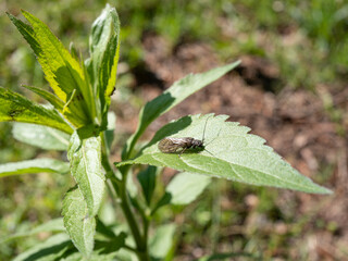 Xylophagus ater with textured and transparent wings and black colour on a leaf