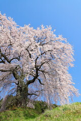 青空に映える長野県飯田市 麻績の里 石塚桜