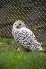  snowy owl.