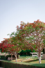 Naklejka premium Delonix Regia known as royal Poinciana, Flamboyant Tree, Flame Tree, Peacock Flower, Gulmohar