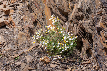 Wild white daisies growing on a rock