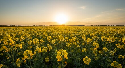 Obraz premium Bright yellow Mustard field