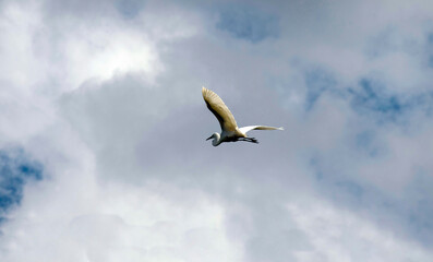 Great Egret (Ardea alba) in flight